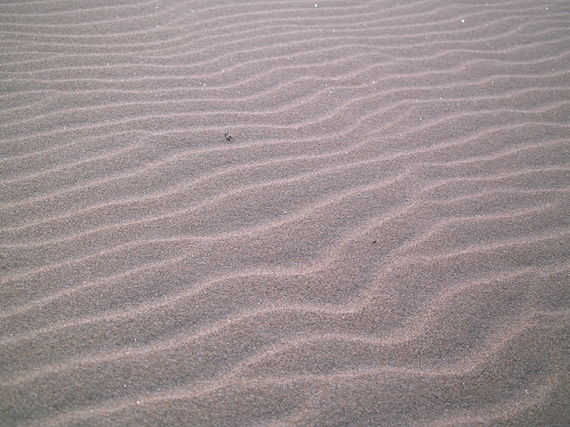 なぜなんだ鳥取